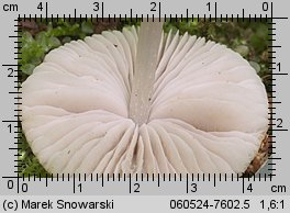 Mycena niveipes (grzybówka popielatotrzonowa)