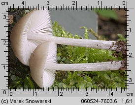 Mycena niveipes (grzybówka popielatotrzonowa)