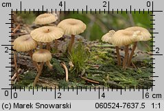 Lichenomphalia umbellifera (pępówka pofałdowana)