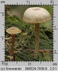 Lichenomphalia umbellifera (pępówka pofałdowana)