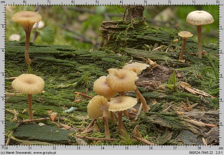 Lichenomphalia umbellifera (pępówka pofałdowana)