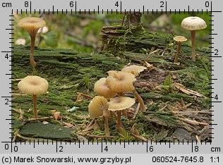 Lichenomphalia umbellifera (pępówka pofałdowana)