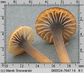 Rickenella swartzii (spinka fioletowotrzonowa)