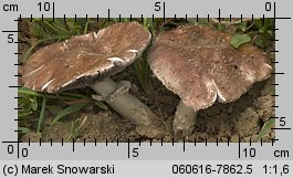 Stropharia rugosoannulata (pierścieniak uprawny)