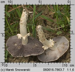 Stropharia rugosoannulata (pierścieniak uprawny)