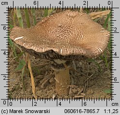 Stropharia rugosoannulata (pierścieniak uprawny)