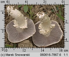 Stropharia rugosoannulata (pierścieniak uprawny)