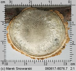 Trametes hirsuta (wrośniak szorstki)