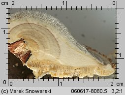 Trametes hirsuta (wrośniak szorstki)