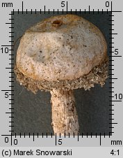 Tulostoma kotlabae (berłóweczka czeska)