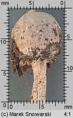 Tulostoma kotlabae (berłóweczka czeska)