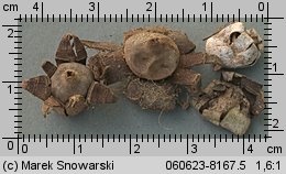 Geastrum floriforme (gwiazdosz kwiatuszkowaty)