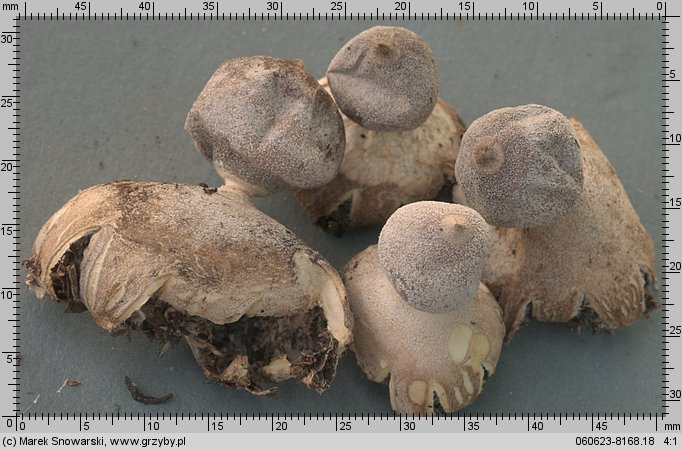 Geastrum minimum (gwiazdosz najmniejszy)