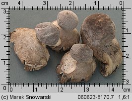 Geastrum minimum (gwiazdosz najmniejszy)