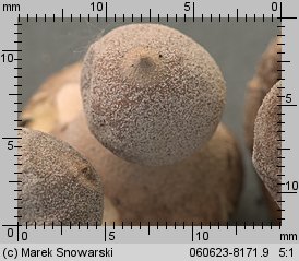 Geastrum minimum (gwiazdosz najmniejszy)