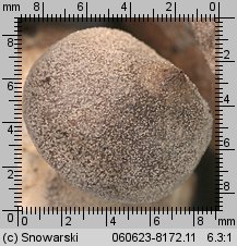 Geastrum minimum (gwiazdosz najmniejszy)