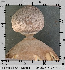 Geastrum minimum (gwiazdosz najmniejszy)