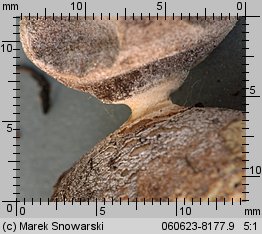 Geastrum minimum (gwiazdosz najmniejszy)