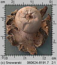 Geastrum pseudolimbatus