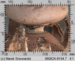 Geastrum pseudolimbatus