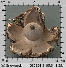 Geastrum berkeleyi (gwiazdosz angielski)