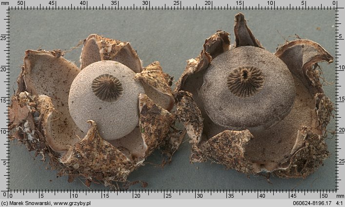 Geastrum berkeleyi (gwiazdosz angielski)