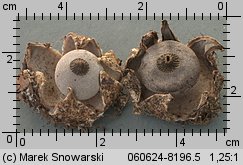 Geastrum berkeleyi (gwiazdosz angielski)