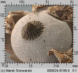 Geastrum berkeleyi (gwiazdosz angielski)