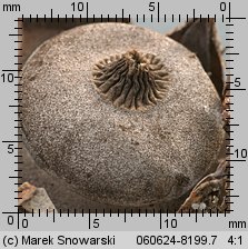 Geastrum berkeleyi (gwiazdosz angielski)