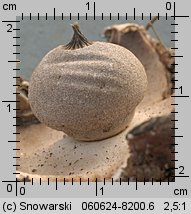 Geastrum berkeleyi (gwiazdosz angielski)