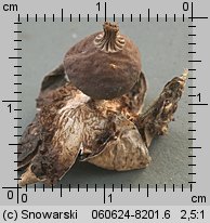 Geastrum nanum (gwiazdosz karzełkowaty)