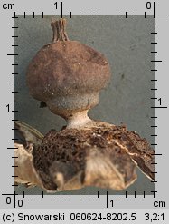 Geastrum nanum (gwiazdosz karzełkowaty)