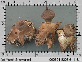 Geastrum nanum (gwiazdosz karzełkowaty)