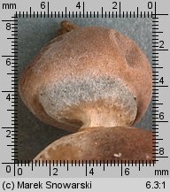 Geastrum nanum (gwiazdosz karzełkowaty)