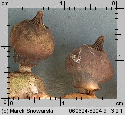 Geastrum nanum (gwiazdosz karzełkowaty)