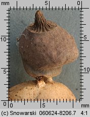 Geastrum nanum (gwiazdosz karzełkowaty)