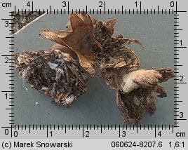 Geastrum nanum (gwiazdosz karzełkowaty)