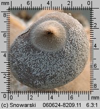 Geastrum minimum (gwiazdosz najmniejszy)