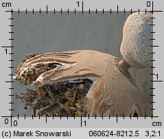 Geastrum minimum (gwiazdosz najmniejszy)