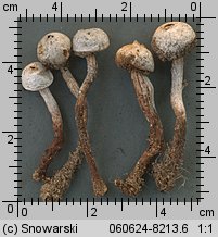 Tulostoma fimbriatum (berłóweczka frędzelkowana)