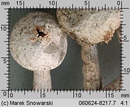 Tulostoma fimbriatum (berłóweczka frędzelkowana)