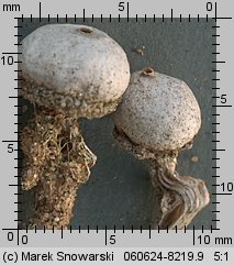 Tulostoma kotlabae (berłóweczka czeska)