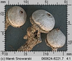 Tulostoma kotlabae (berłóweczka czeska)