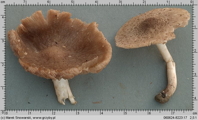 Coprinopsis melanthina