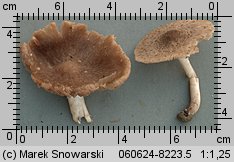 Coprinopsis melanthina