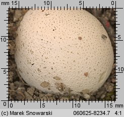 Bovista aestivalis (kurzawka zmienna)