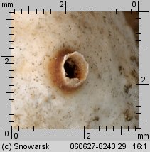 Tulostoma melanocyclum (berłóweczka rudawa)