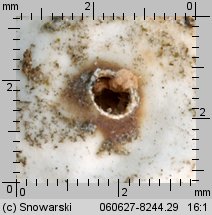 Tulostoma melanocyclum (berłóweczka rudawa)