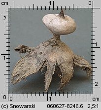 Geastrum striatum (gwiazdosz prążkowany)