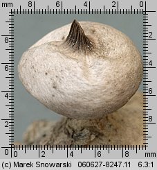 Geastrum striatum (gwiazdosz prążkowany)